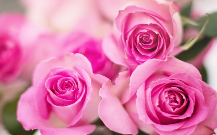 गुलाबी रंग का गुलाब के लिए इमेज नतीजे