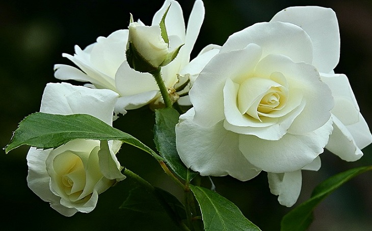 सफेद रंग का गुलाब के लिए इमेज नतीजे