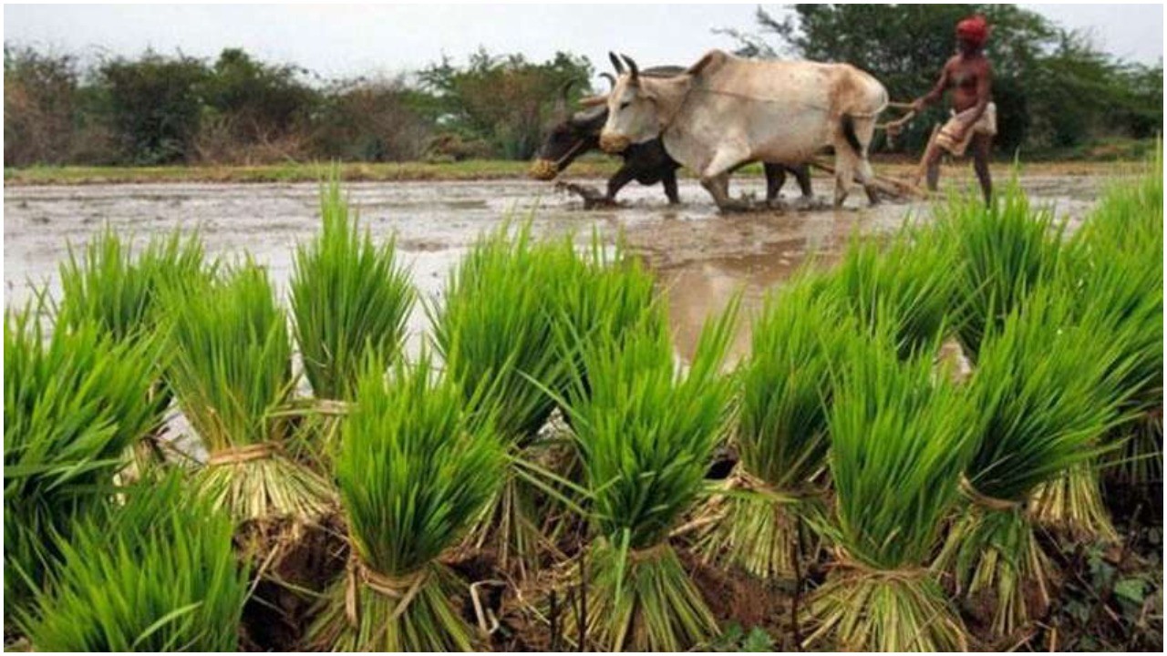 Jharkhand: Government will help farmers on the lines of 'Kalia Yojana' of  Odisha झारखंड : ओडिशा की 'कालिया योजना' की तर्ज पर किसानों को मदद देगी  सरकार - News Nation