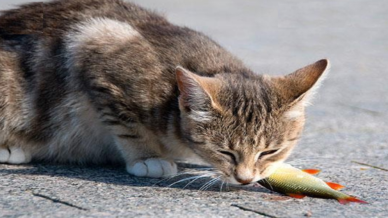 Cat eat fish. Кошка ест рыбу. Кошечка ест рыбку. Жадный кот. Котик кушает рыбу.