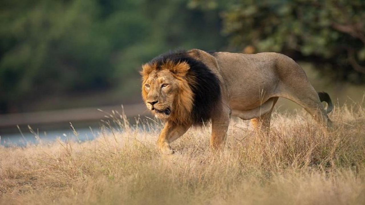 Lions openly hunted on the road, सड़क पर शेरों ने किया खुलेआम शिकार