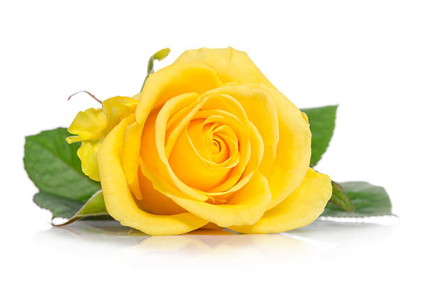 Rose Day 2022: गुलाब के फूल में छिपे हैं कुछ दिलचस्प राज, जान लें इजहार  करने से पहले आज - News Nation