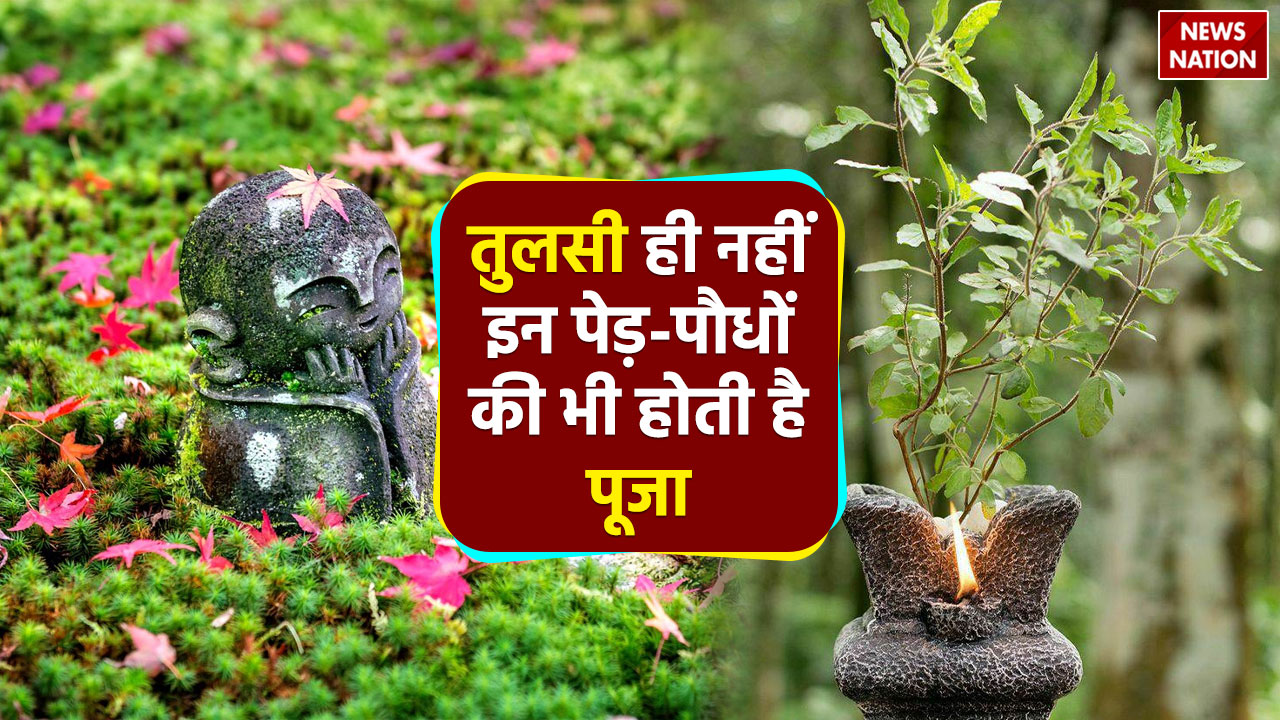 नीम के पेड़ की पूजा करने के चमात्कारिक फायदे - India TV Hindi
