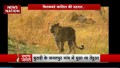 Delhi Panther