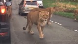 viral wildlife trending video