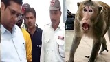 Monkey terror in Banka