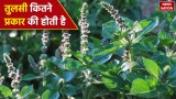 how many types of tulsi are there know its religious and medicinal benefits