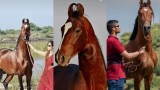 Pushkar-Animal-Fair
