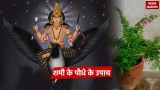 Shami Plant Upay: शमी का पौधा बचाएगा आपको शनि की महादशा से , जरूर आजमाएं ये चमत्कारी उपाय