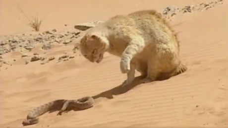viral cat and snake video