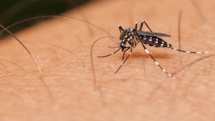 Tips to avoid dengue, malaria and chikungunya in monsoon