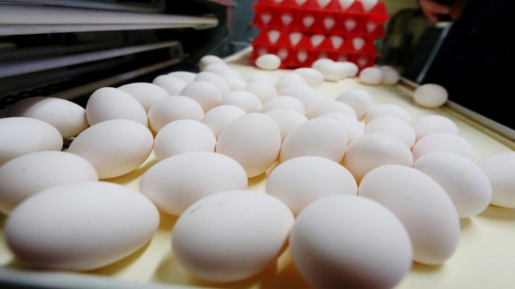 egg layer farming