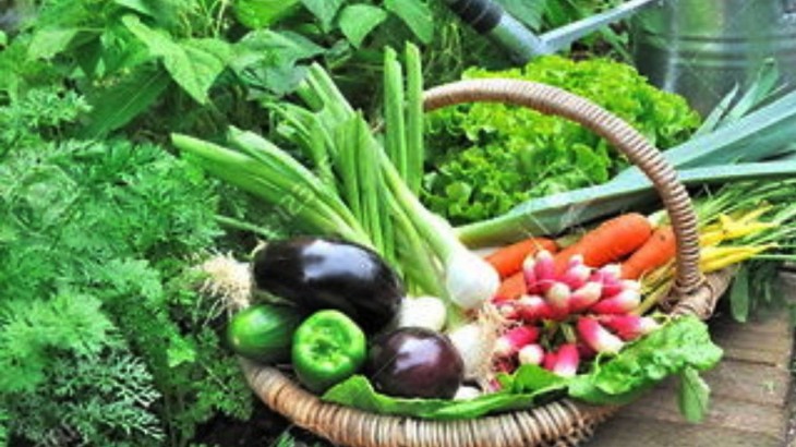 बच्चों की सेहत सुधारने UP के सरकारी स्कूलों में उगाई जाएंगी सब्जियां