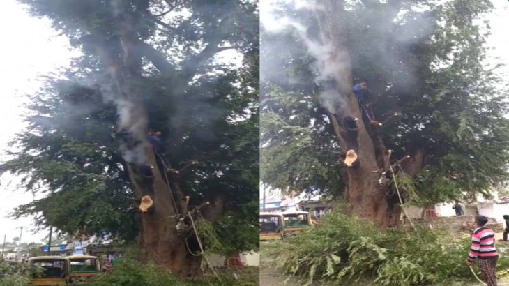जब इमली के पेड़ से निकलने लगा धुआं, आश्चर्य में पड़े लोग, देखें Video