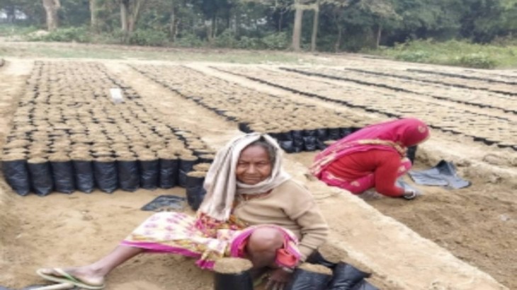 बिहार: कोसी में होगी 'ग्रीन गोल्ड' की खेती, बढ़ेगी किसानों की आय