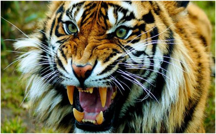 Tiger ने दिनदहाड़े लोगों पर किया हमला