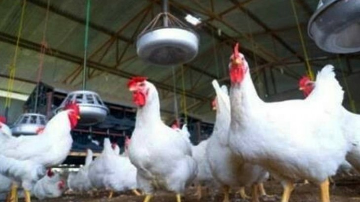 Poultry Industry ruined in Pune