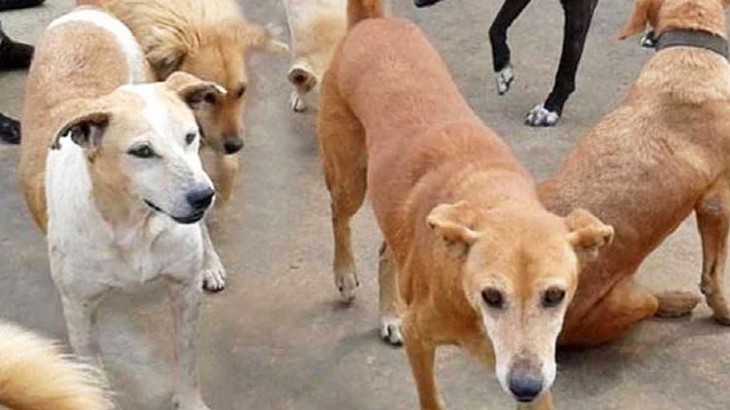 68 साल के बुजुर्ग ने 30 कुत्तों को बनाया हवस का शिकार, गिरफ्तार