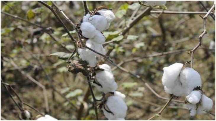 kapas cotton crop