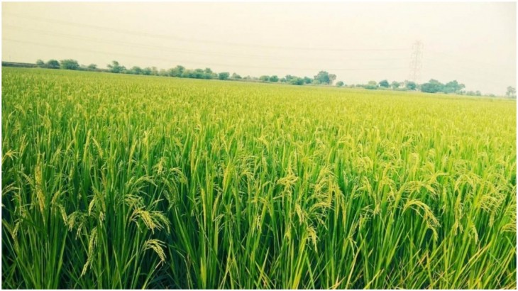 Kharif Crop Sowing Report