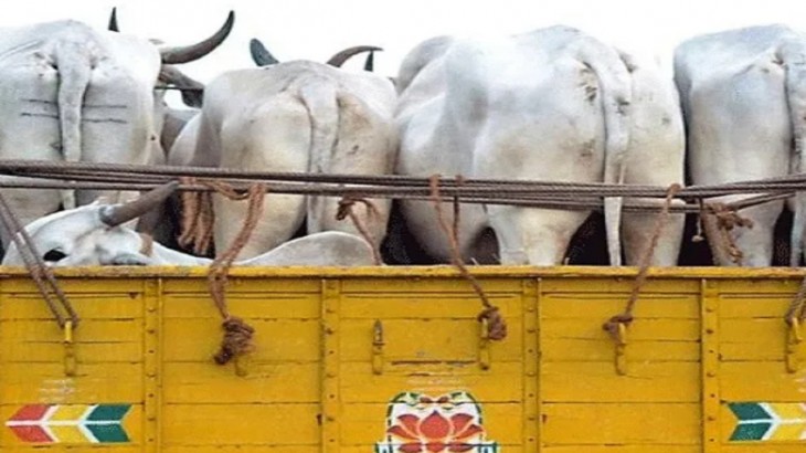 Cow Smuggling