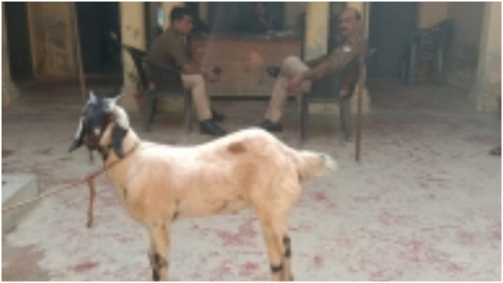 Greater Noida alien goat harassed family