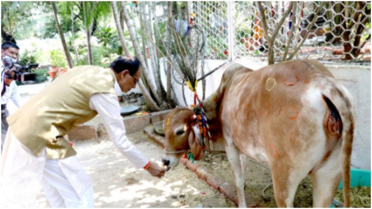 Cow cabinet in Madhya Pradesh