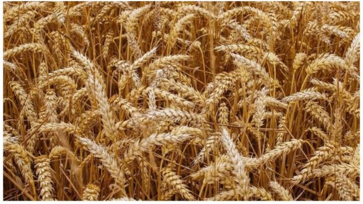 Rabi Crop Sowing Report: Wheat Crop
