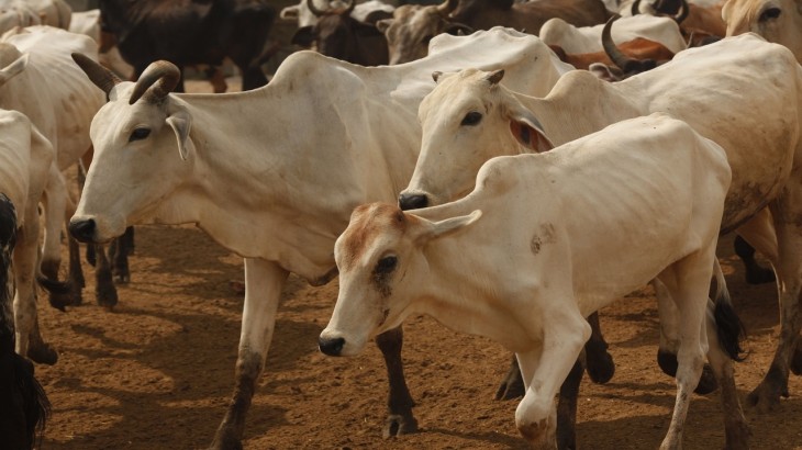 Man death up in a cow dispute in Kanpur