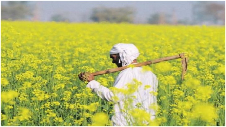 Rabi Crop Sowing Report: Mustard Crop