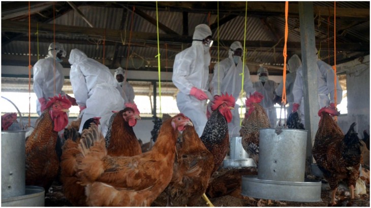 Bird Flu Virus Poultry Farm