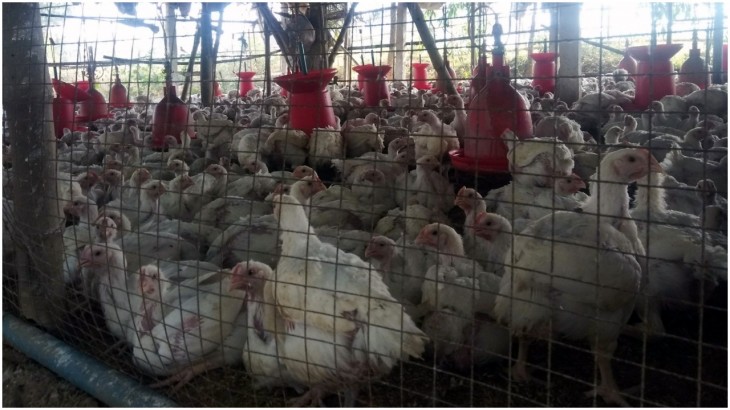 Bird Flu Latest News: Poultry