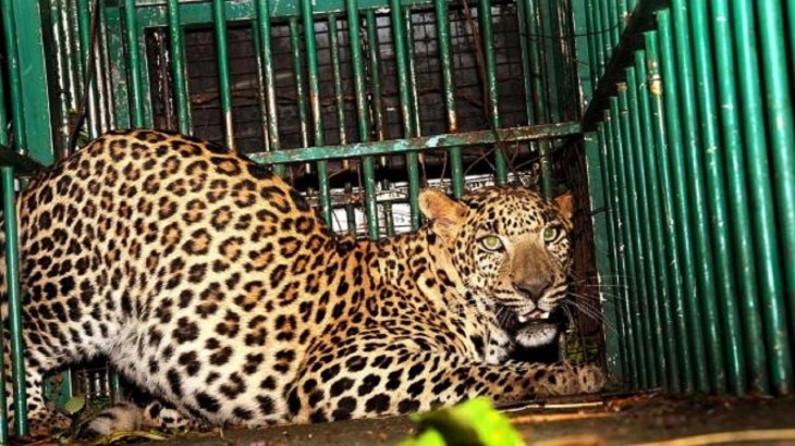 Leopard body found in Baghpat