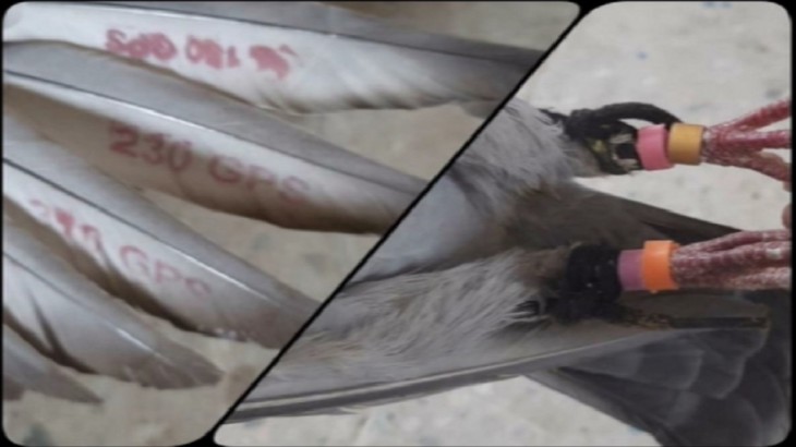 बीएसएफ द्वारा पकड़े गए कबूतर के पैर में लगे टैग