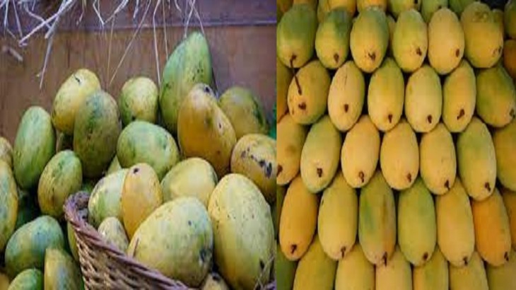 mangoes in lockdown