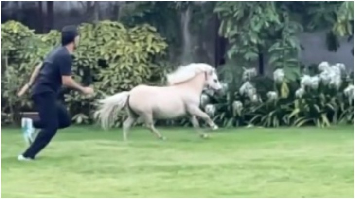 CSK skipper MS Dhoni  tests his fitness  with a Shetland pony
