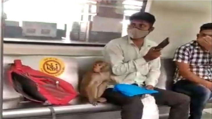 Monkey in Delhi Metro