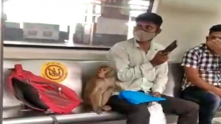 monkey in metro