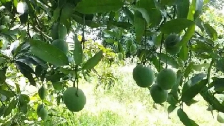 mango tree with 121 varieties of fruits in Saharanpur
