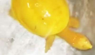 yellow turtlephotoyoutubecom