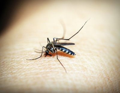 Now, dengue