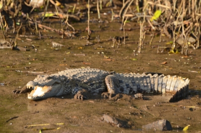 Crocodile attack