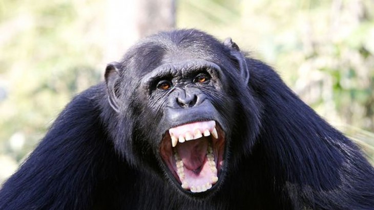 angree chimpanzee