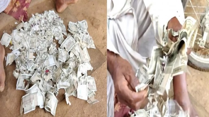 rats destroy 4 lakh cash