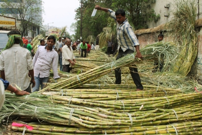 Sugarcane output