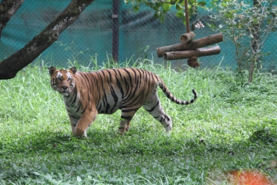 Kanpur tiger