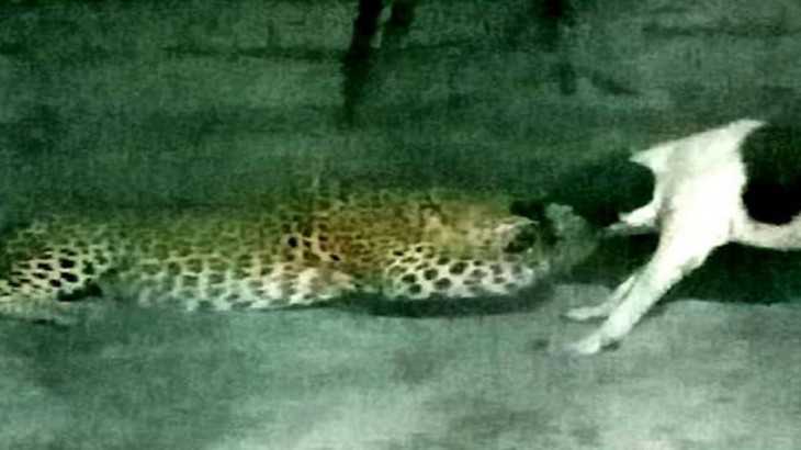 Leopard Fight With Dog