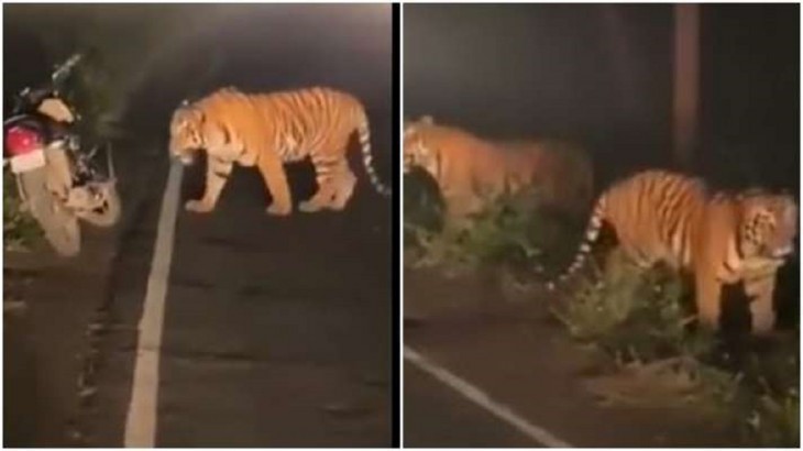 two tiger