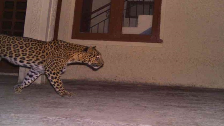 leopard23