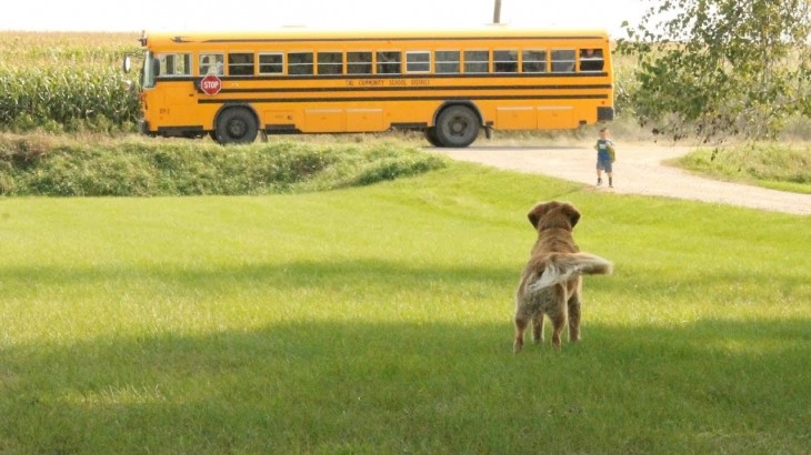 dogs  school bus